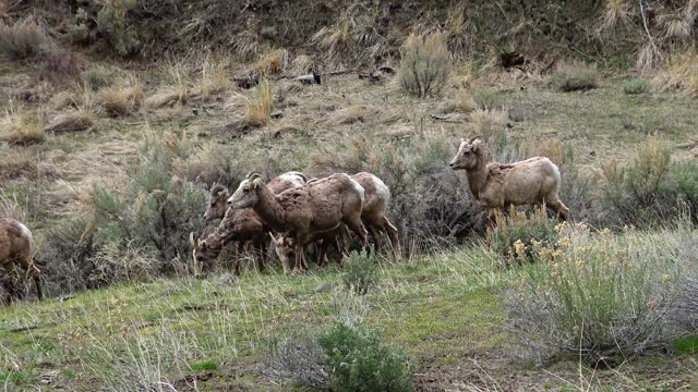 Bighorn Sheep (Ovis canadensis) are the rarest big game species in North Dakota.