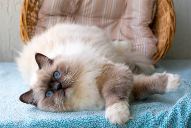 istock Cute pet ragdoll cat. Pet animal. 2063689850