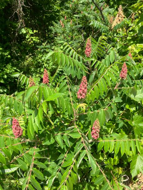 istock Staghorn sumac plant, rhus typhina 2063690176