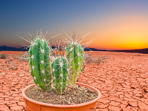 saguaro cactus (Carnegiea gigantea) At Sunsets in the Desert environment. High quality photo