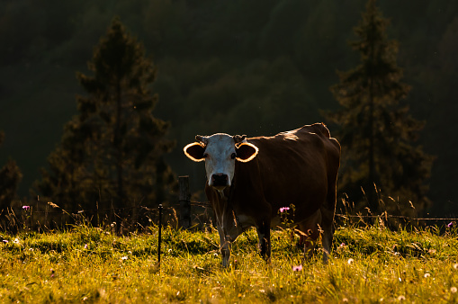 Funny cow with glowing ears in sunset on a mountain meadow, Beskid region of Carpathians Mountains near Slavsko town, Ukraine