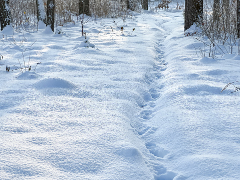 A path through a sparse pine forest covered with fresh snow.