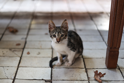 A homeless kitten, looking straight to the camera with a sad look.