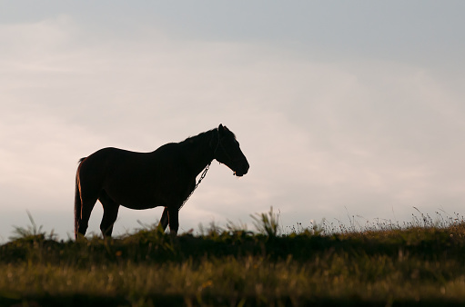 Silhouette of horse on a mountain meadow, Beskid region of Carpathians Mountains near Slavsko town, Ukraine
