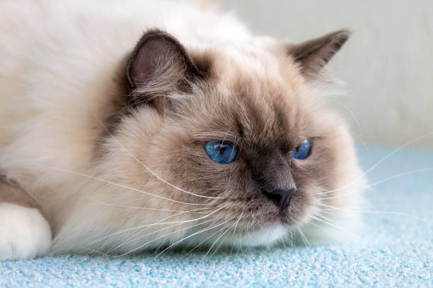 istock Cute pet ragdoll cat. Pet animal. 2063695582