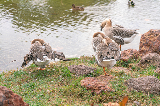 Ducks by the lake