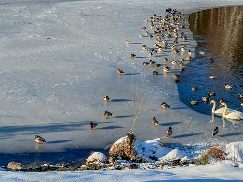 Water birds collected in winter on a part of an unfrozen pond and on an ice edge.