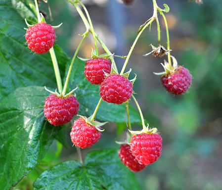 Fruits of raspberry and green leaves on a bush branch