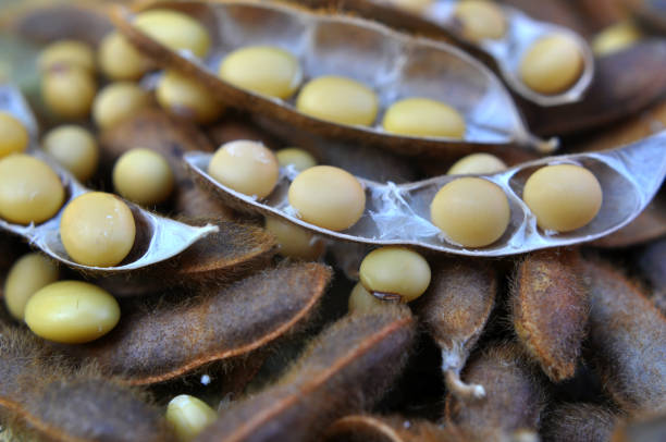istock Ripe soybeans with pods 2063708001
