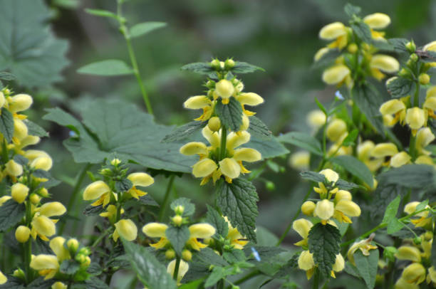 Spring in the wild in the woods yellow deaf nettle (Lamium galeobdolon) blooms