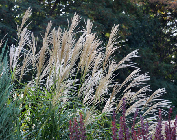 istock Chinese miscanthus (Miscanthus sinensis) is used in landscaping 2063713531