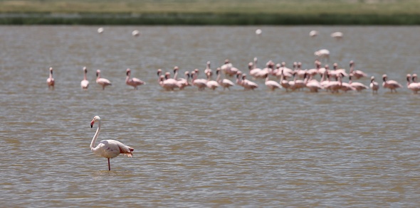 Flock of flamingos in Amboseli National Park
