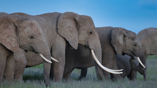 Herd of elephants at dusk, one with big tusks at Amboseli National Park