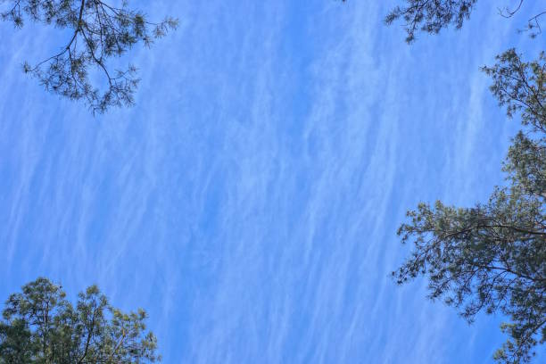 top of a one large green coniferous pine against a blue sky and white clouds in nature