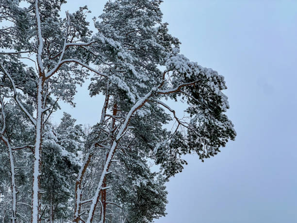 Fresh snow in the forest. The white cover completely changes the appearance of the forest.