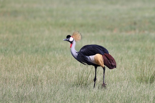 Single grey crowned crane walking through grasslands of Amboseli National Park