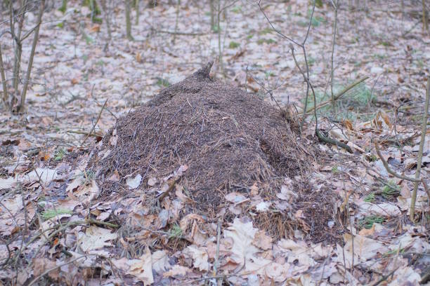 one large gray anthill among dry grass and fallen leaves in nature in the forest