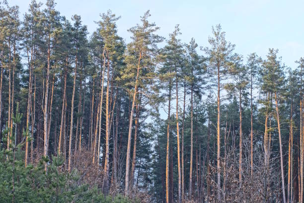 a row of tall coniferous pine trees in the forest against the blue sky