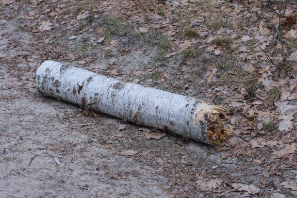 Betula pendular commonly known as European White Birch is a member of the Betulaceae family. Native to Europe.
