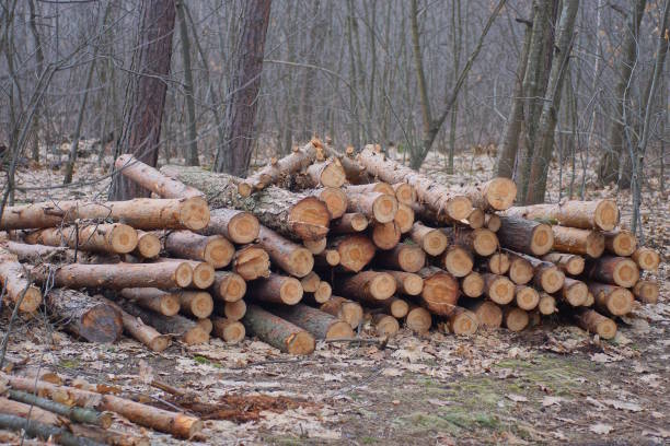 a pile of brown pine tree logs on the ground in the forest