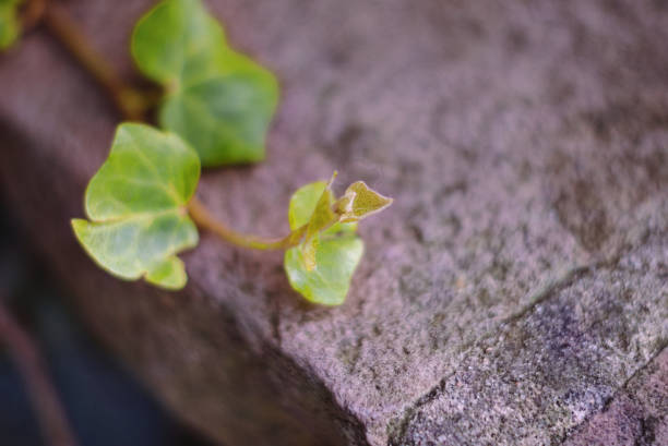 Common ivy is an evergreen plant that likes to grow on other trees. Often likes to parasitize other plants