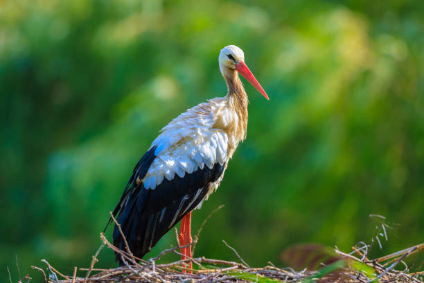 Closeup portrait of a Stork bird, Ciconia ciconia, on a nest in a green habitat