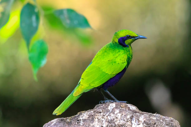istock Emerald starling, Lamprotornis iris, iris glossy starling 2063733324