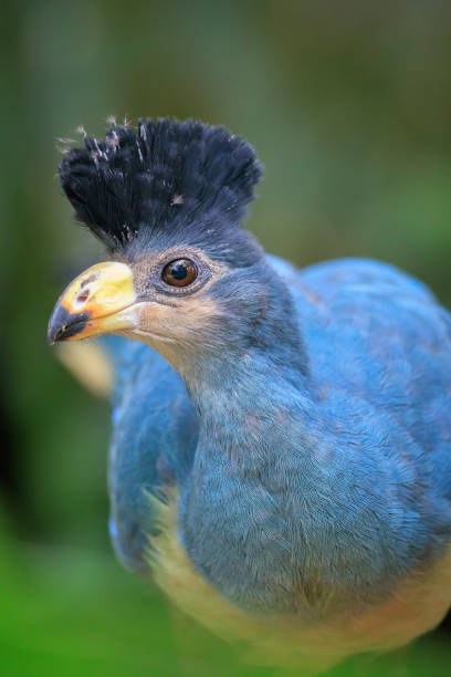 istock Closeup of a Great blue turaco, Corythaeola cristata, bird 2063733758