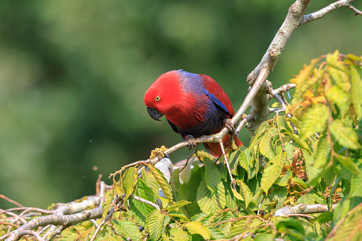Closeup of a Moluccan eclectus, Eclectus roratus, parrot bird perched in a rainforest