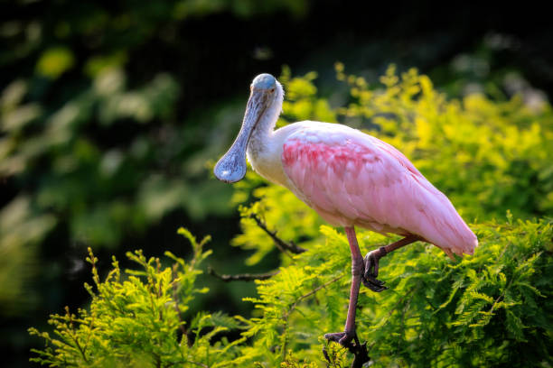 istock Closeup of a Roseate spoonbill Platalea ajaja perched in a tree 2063733782