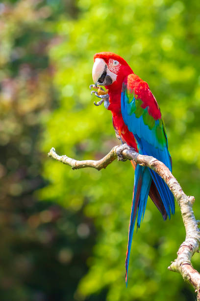 istock red-and-green macaw or green-winged macaw, Ara chloropterus, 2063733792