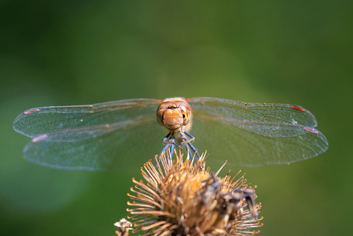 View of a common Darter, Sympetrum striolatum, male dragonfly with wings spread he is drying his wings in the early, warm sun light