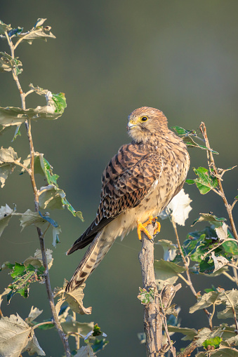 Closeup portrait of a female Common Kestrel falco tinnunculus resting on a branch in a tree top