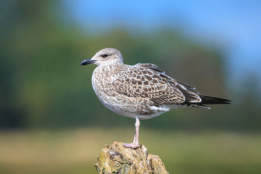Closeup of a lesser black-backed gull, Larus fuscus, perched.
