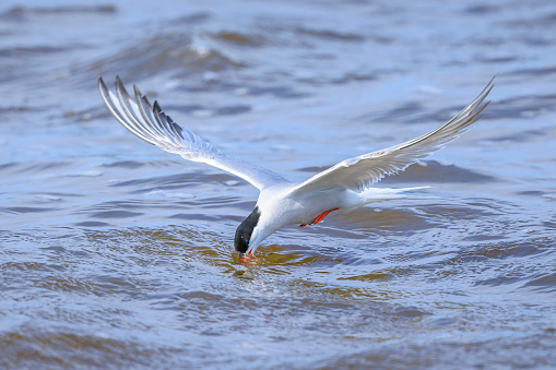 Common Tern, Sterna hirundo, in-flight while hunting for fish