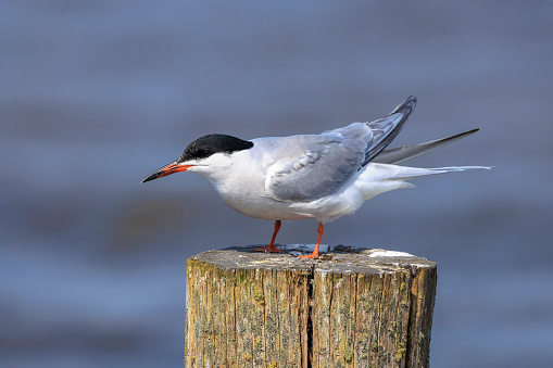 Common Tern, Sterna hirundo, in-flight while hunting for fish