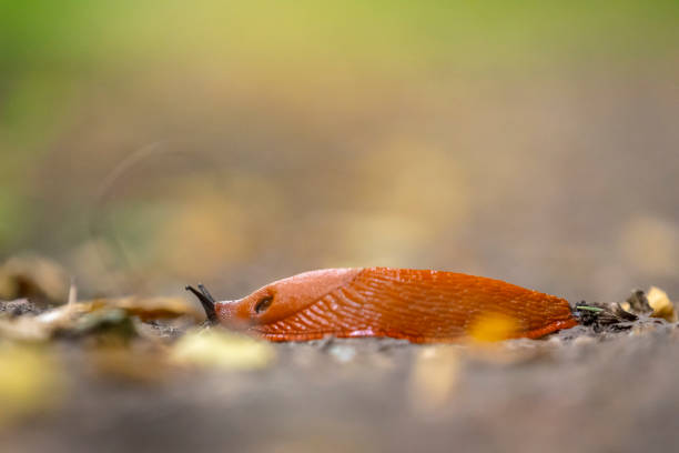 Closeup of a Large european red slug, Arion Rufus, crawling in a natural setting