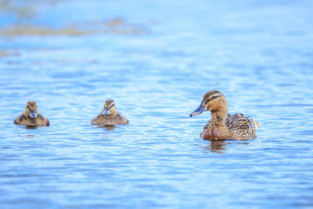 A female mallard dabling duck, Anas platyrhynchos, swimming towards the camera.