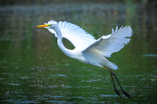 Closeup of a  great egret Ardea alba, white heron waterfowl in flight, fishing in a lake during sunset