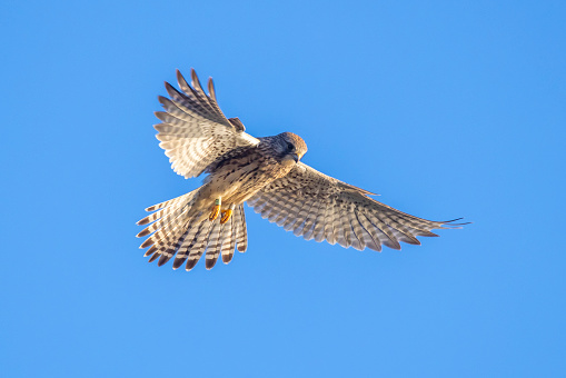 Closeup portrait of a female Common Kestrel falco tinnunculus in flight hunting above a meadow