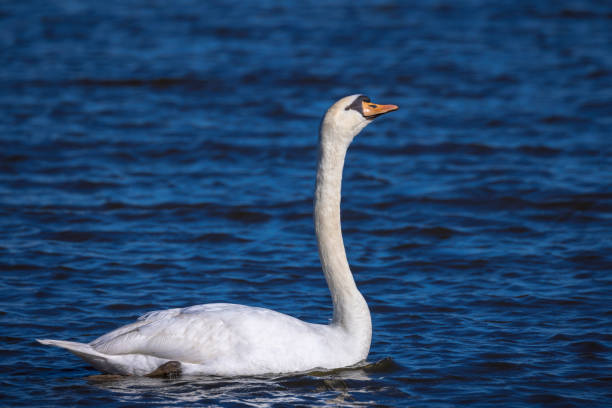 istock Mute swan, Cygnus olor, swimming 2063734776