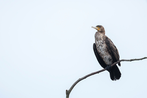 Black cormorant, Phalacrocorax carbo, lets its wings dry in a tree. This is characteristic behavior for a cormorant.