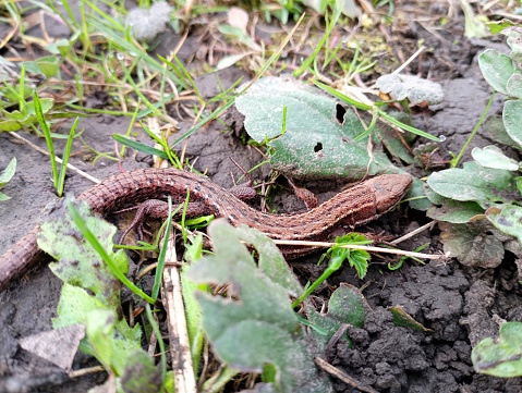 A brown viviparous forest lizard among the green grass is camouflaged against the background of the soil. Cold-blooded reptiles in natural conditions.