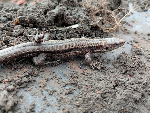 A large gray viviparous lizard on the ground background. A lizard moves on the ground in the garden. Yellow-blooded animals in the wild.