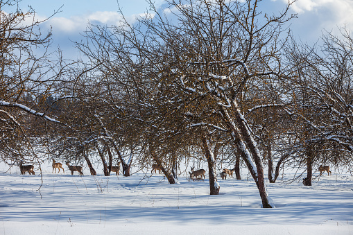 Roe deer in the snow in an apple orchard