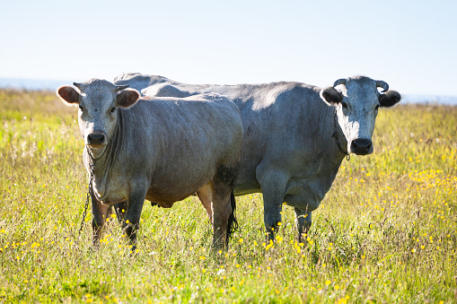 Blue cows graze in the grass in Jurkalne, Kurzeme region, Latvia