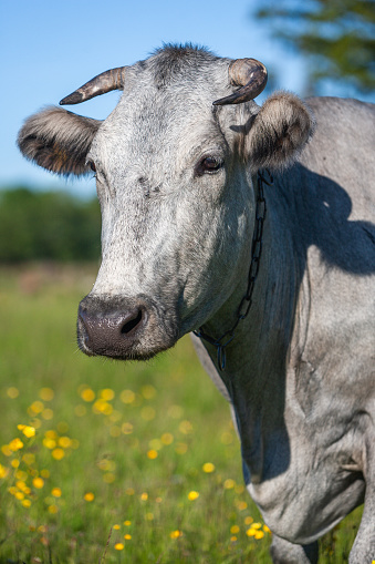 A blue cow grazes in the grass in Jūrkalne, Kurzeme region, Latvia