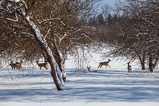 Roe deer in the snow in an apple orchard