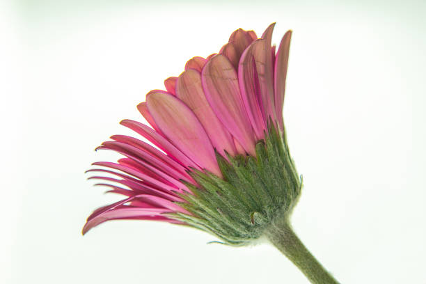 rosa gerberablüte mit grünen blättern und stängel isoliert auf weißem hintergrund - gerbera daisy stem flower head pink stock-fotos und bilder