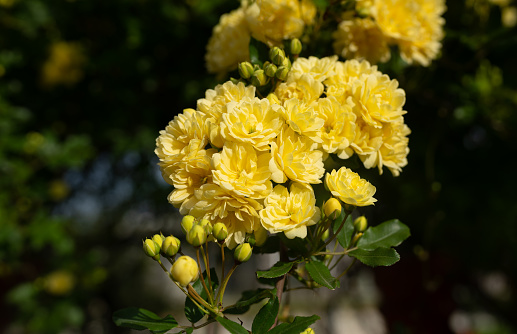 Beautiful yellow Lady Banks flowers blooming in clusters. Banksia rose in full bloom